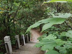 -云岗森林公园