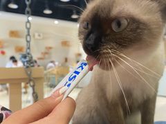 -藏猫猫咖啡主题馆(中央大道店)