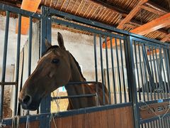 -北京群众马术培训基地