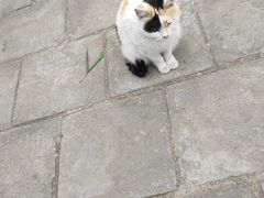 -玉泉观