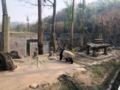 -都江堰中华大熊猫苑