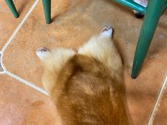 -柯斗斗主题餐厅·狗咖·围炉煮茶·茶饮(国瑞升平里店)