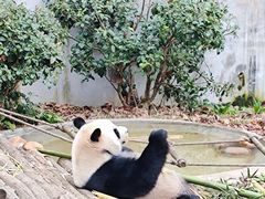 -黔灵山公园