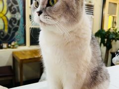 -猫小院猫主题餐厅(南锣旗舰店)