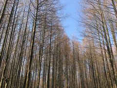 -山王坪喀斯特国家生态公园