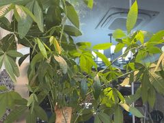 -悦享采耳·洗头头疗·推拿SPA(杭州店)
