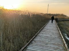 -西青郊野公园