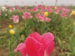 -径山花海