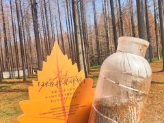 -黄海国家森林公园