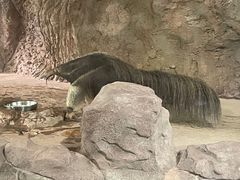-深圳野生动物园