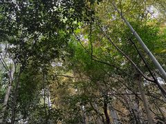 -上海佘山国家森林公园天马山园