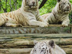 -常州淹城野生动物世界