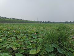 -西青郊野公园