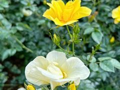 -人民公园(罗湖区)