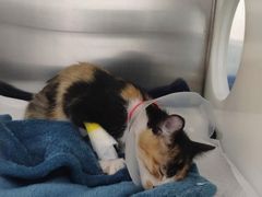 -纳吉亚猫专科动物医院·北北分院