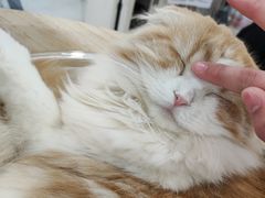 -喵园·猫主题咖啡厅·撸猫·猫咖(国贸店)