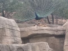 -大连森林动物园