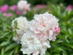 -长春公园(普阳街道)