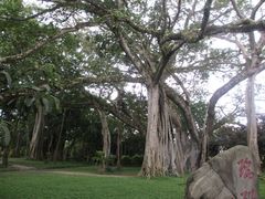 -瑞丽独树成林风景区