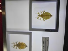 -上海昆虫博物馆