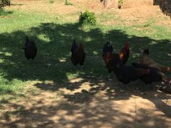 -鲁山国家森林公园