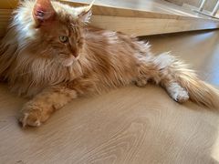 -猫腻·猫咖·撸猫馆(星光大道店)