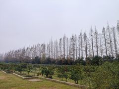 -前小桔亲子创意农场·草莓采摘·露营烧烤