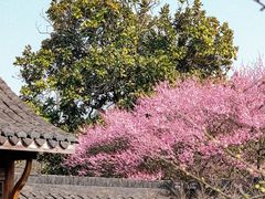 -杭州植物园