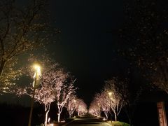 -长田漾湿地公园