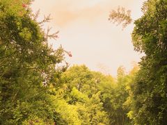 -成都大熊猫繁育研究基地