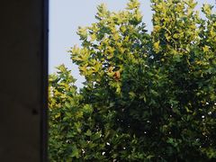 -笃笃笃糖粥(十全街店)