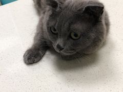 猫咪在陌生环境很紧张-奈斯宠物医院·核磁CT·异宠专科·内镜(中南店)