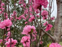-上海佘山国家森林公园天马山园