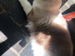 -喵屿·大理花园猫咖