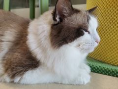 -猫在这儿猫咪咖啡馆·撸猫馆