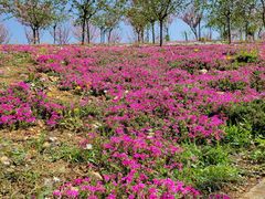 -绵阳盛世樱花悠乐谷