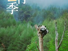 -卧龙中华大熊猫苑神树坪基地