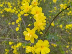 -两河城市森林公园