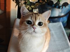 -纳吉亚猫专科动物医院·北北分院