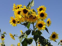 -北京东方普罗旺斯薰衣草庄园