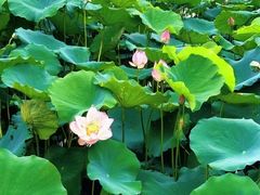 -飞来湖湿地公园