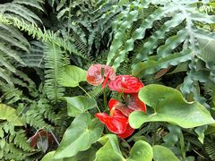 -国家植物园南园