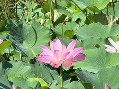 -滆湖低碳生态公园
