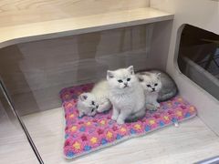 -柚子猫舍·精品猫舍购猫·猫咪认养·购宠·宠物店