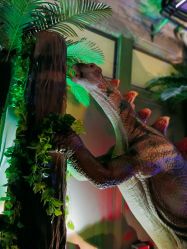 -恐龙探索乐园(磁器口店)