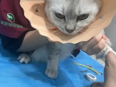 -伟伟宠物医院·CT影像中心·瑞派犬猫综合性门诊(汉口总院)