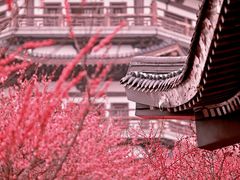 -洋湖国家湿地公园