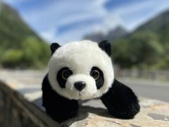 -卧龙中华大熊猫苑神树坪基地