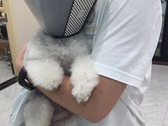 -安安宠医宠物医院·异宠·犬猫内科(岳阳分院)