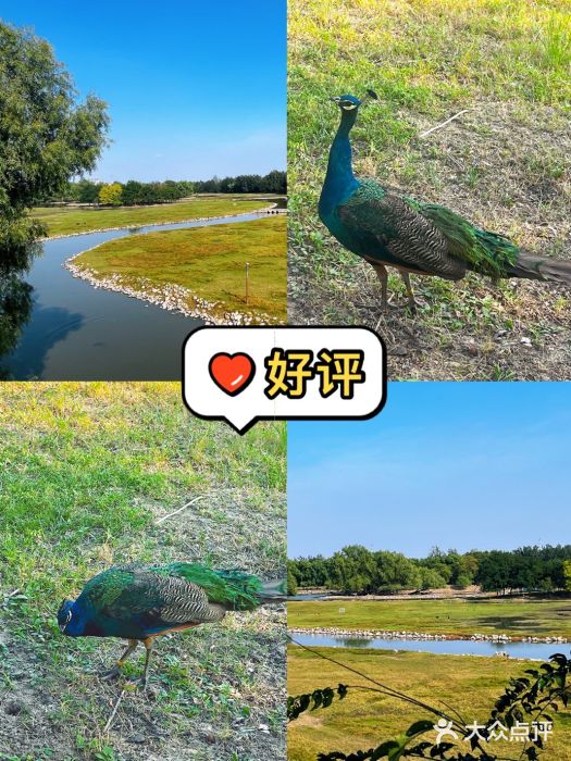 南海子公园图片